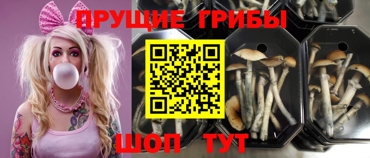 Псилоцибиновые грибы мицелий Благодарный